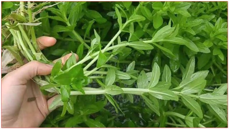Đặc điểm của cây rau ngổ