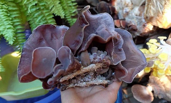 3. Các bài thuốc từ mộc nhĩ đen
