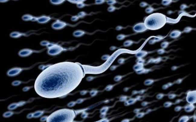 2. Molnupiravir gây ảnh hưởng đến chức năng sinh sản của nam giới?
