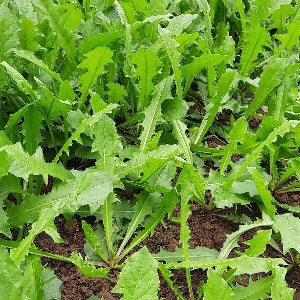 2. Tác dụng chữa bệnh của vị thuốc