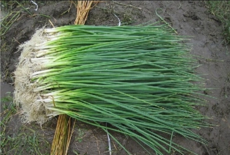 Tác dụng cửa Hành lá
