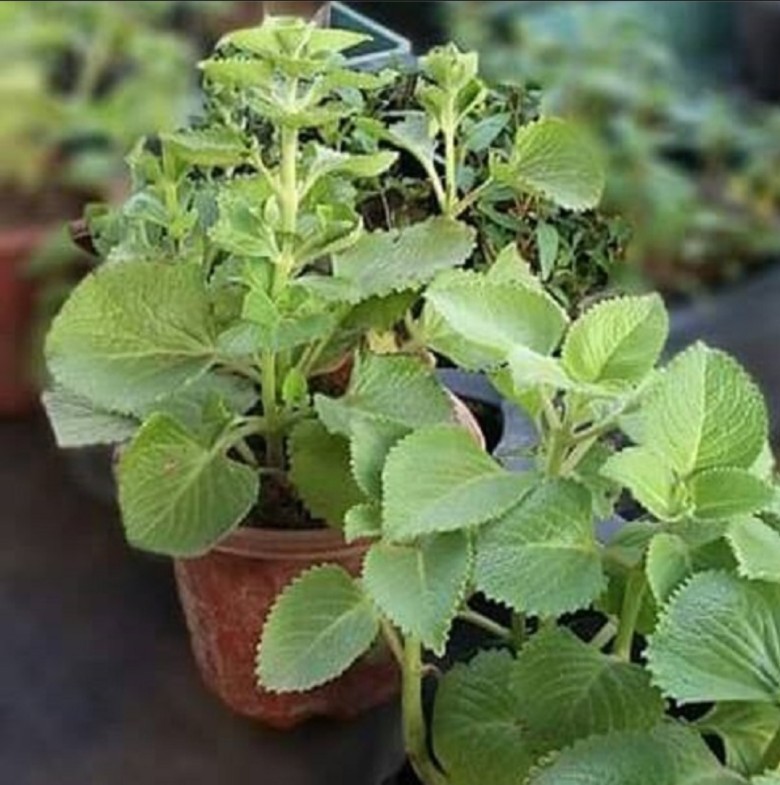 Đặc điểm của cây húng chanh