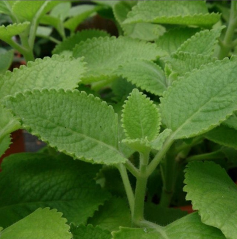 Những công dụng của húng chanh