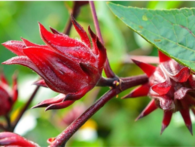 Chi tiết lợi ích sức khỏe của trà Hibiscus
