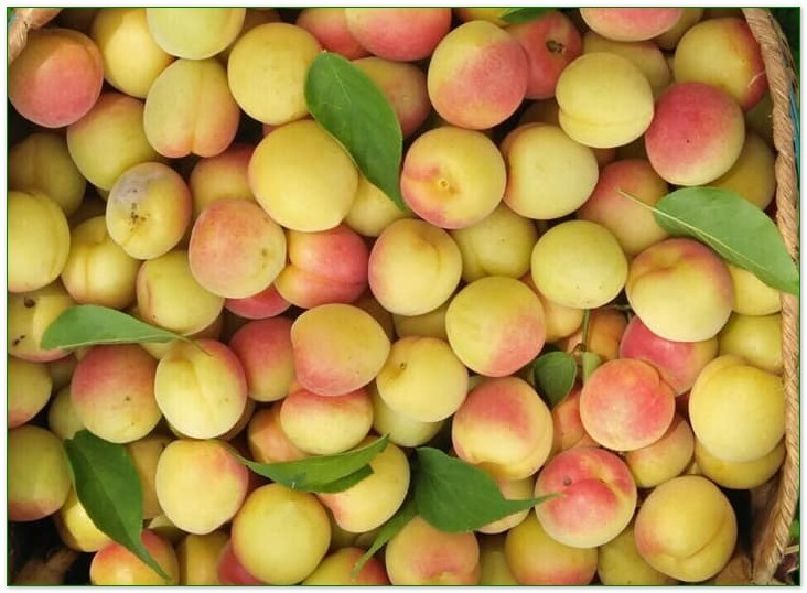 Tác dụng của quả mơ đối với sức khỏe