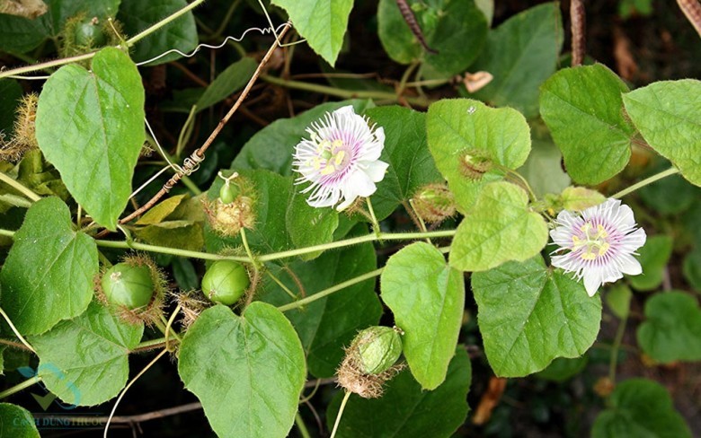 Bài thuốc có lạc tiên trị mất ngủ