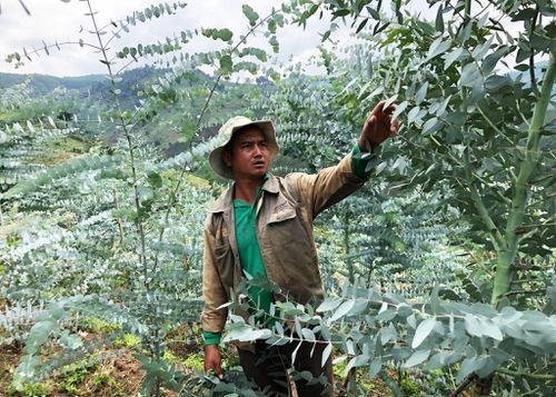Giá trị kinh tế cho người trồng cây