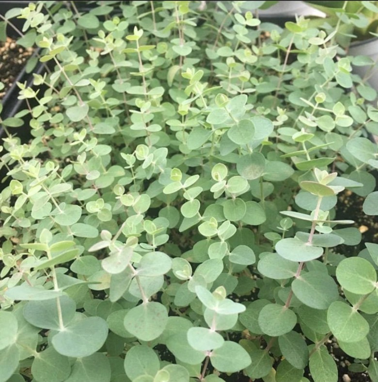 Eucalyptus pulverulenta Baby Blue - Silver dollar