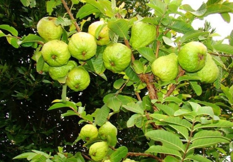 11 bài thuốc trị bệnh từ cây ổi
