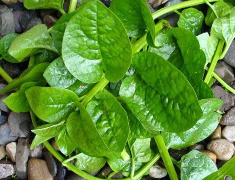 Thông tin nhận biết cây MỒNG TƠI