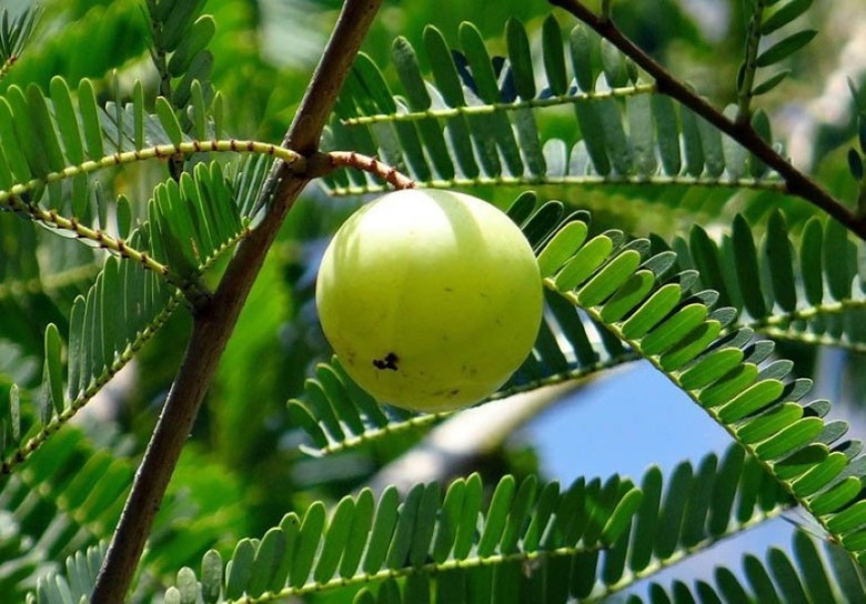 Chiết xuất hoạt chất bảo vệ gan