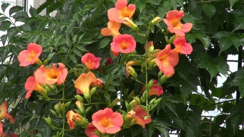 2. Bài thuốc từ cây hoa lăng tiêu