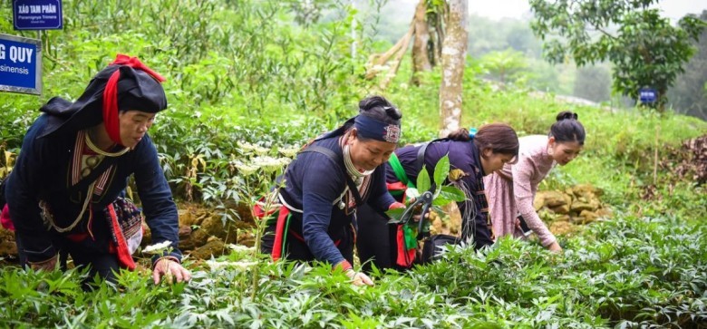 Theo đó, chi hỗ trợ phát triển vùng trồng dược liệu quý như sau: