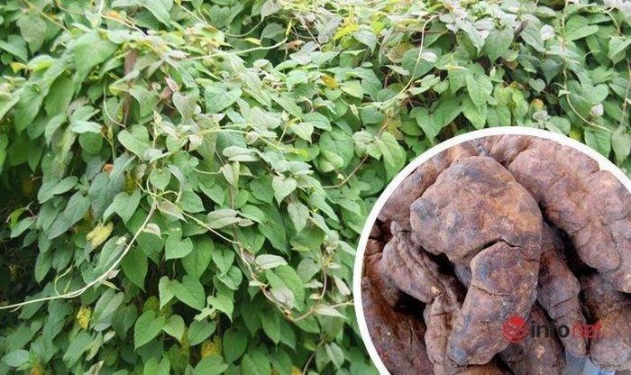 Hà thủ ô có phải thần dược?