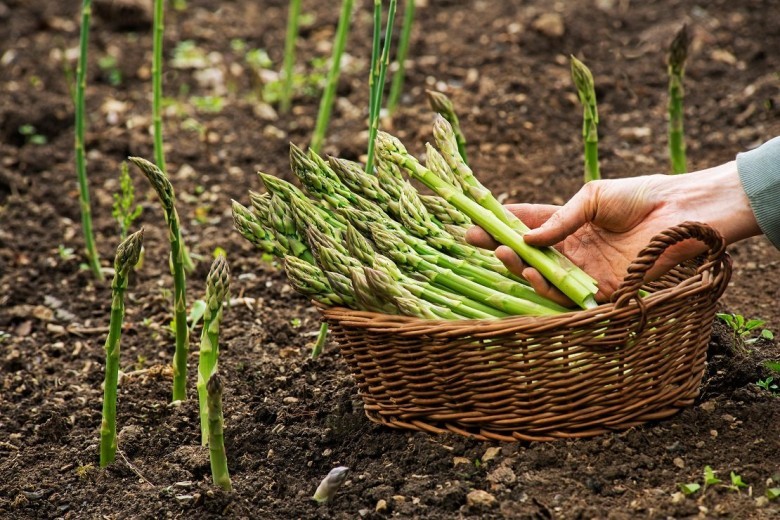 Công dụng của măng tây