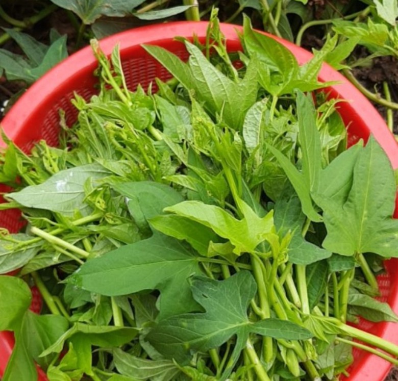 1 tuần ăn rau khoai lang, cơ thể sẽ có những thay đổi gì?