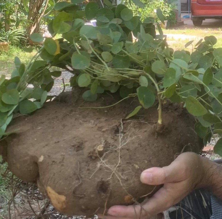 Một số bài thuốc nam trị bệnh từ củ bình vôi