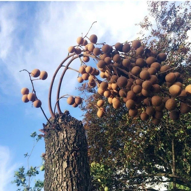 CHẤT CHỐNG OXY HÓA HƠN CAM, KIWI, XOÀI