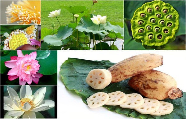 Tìm hiểu thêm Bài thuốc đông y chữa nhiều loại bệnh khách nhau từ cây sen
