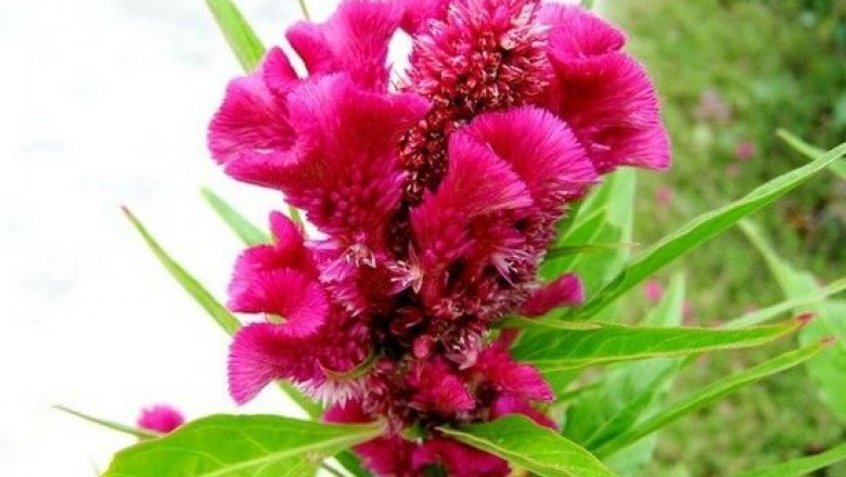 7. Cây mào gà