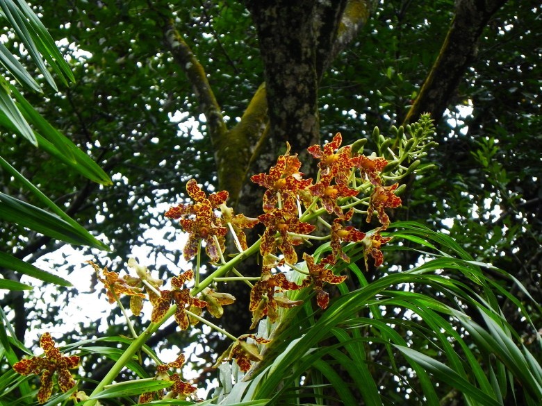 Nỗ lực bảo tồn