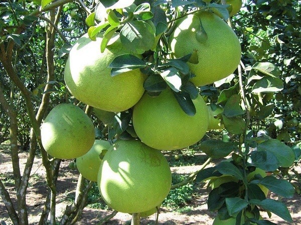 1. Đặc điểm của cây bưởi