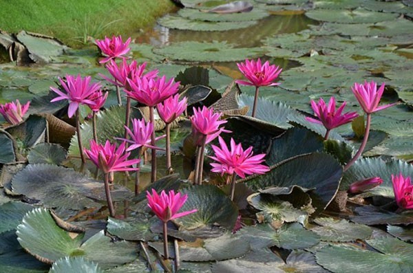 Thông tin nhận biết cây thuốc đặc điểm và công dụng của cây hoa súng