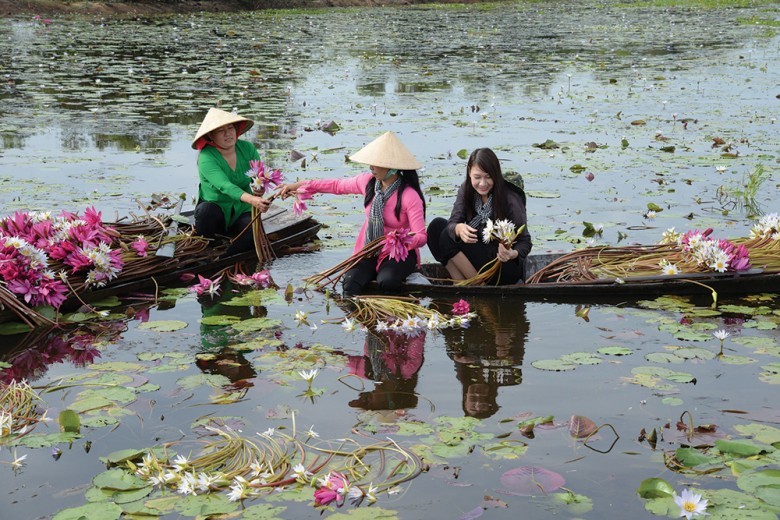 Bài thuốc đông y, bài thuốc nam trị nhiều bệnh khác nhau từ cây hoa súng