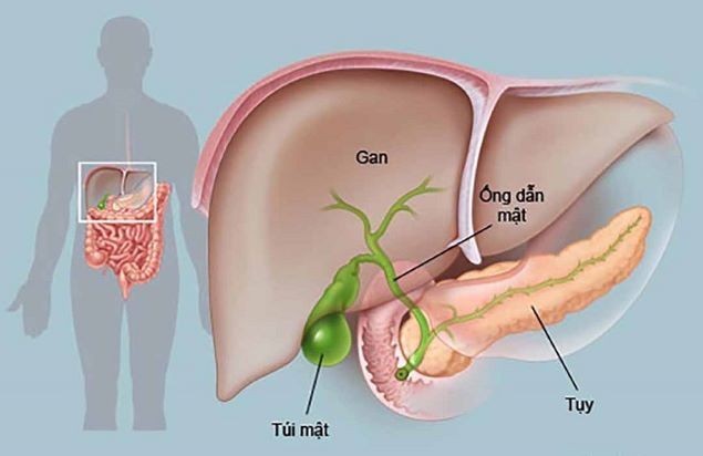 2. Giải độc gan như thế nào?