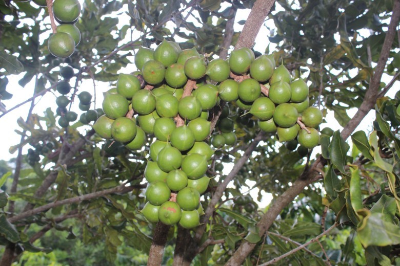 Giấc mơ đổi đời