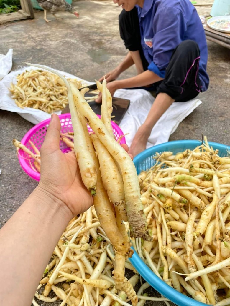 Đảng sâm được phát hiên nhiều ở các tỉnh phía Bắc và vùng Tây Nguyên Việt Nam.