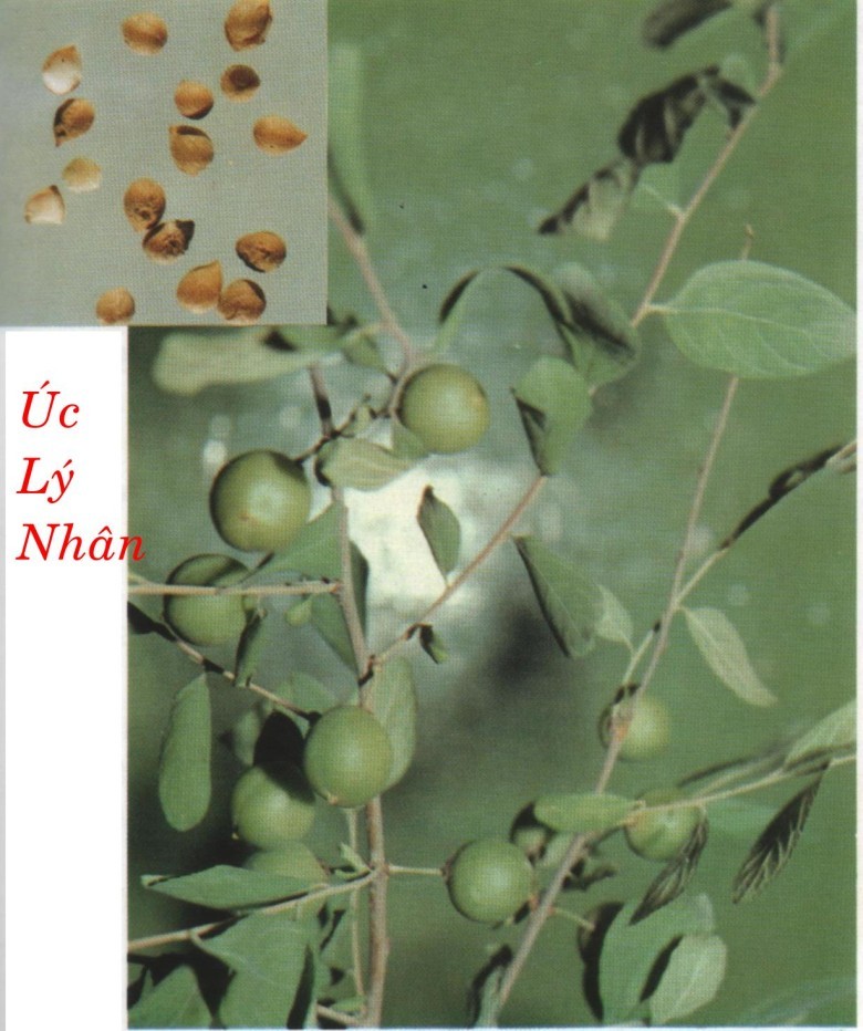 Thông tin chi tiết cây thuốc