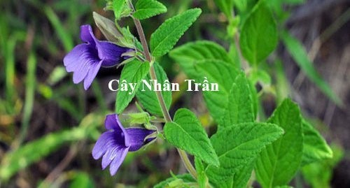 3. Nhân trần