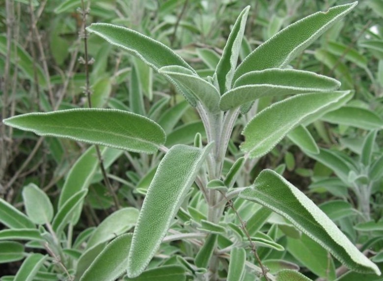 Nhiều giá trị sử dụng