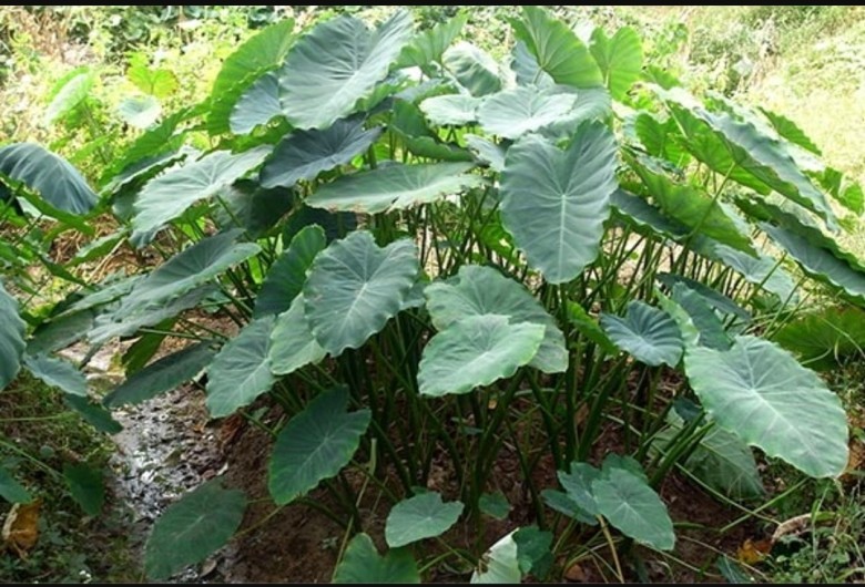 1.Đặc điểm và công dụng của khoai sọ