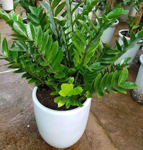3. Ý nghĩa của cây kim tiền