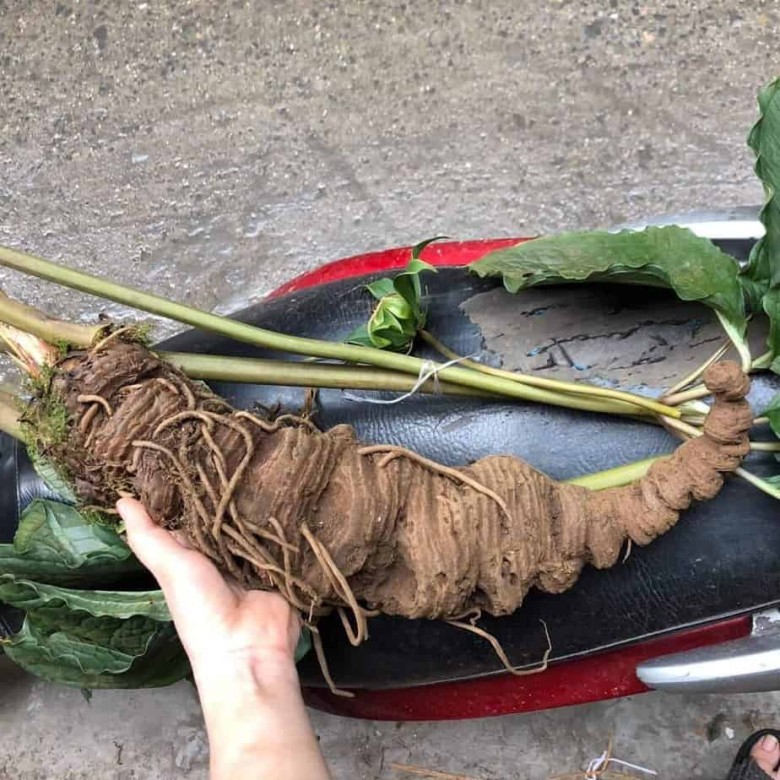 Xây dựng vườn cây giống, trồng dược liệu dưới tán rừng