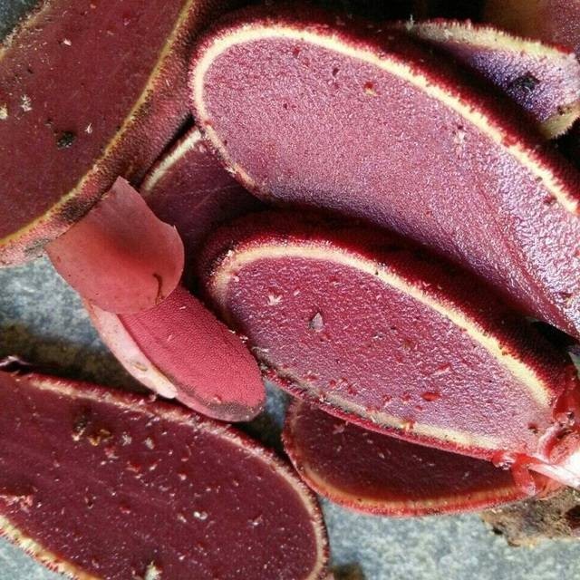 1. Nhận diện nấm ngọc cẩu