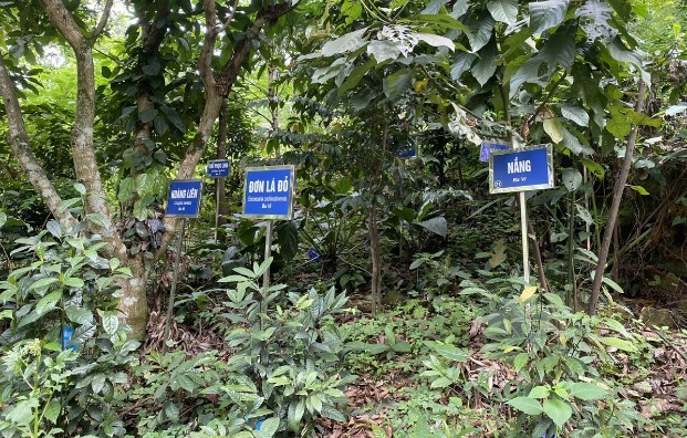 Trăn trở giữ nghề thuốc Nam