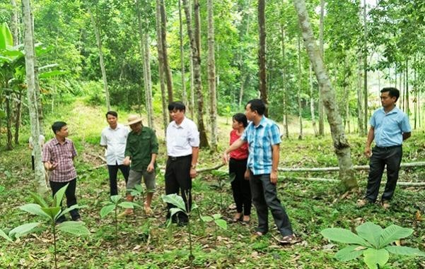 Từ thí điểm đến mở rộng vùng trồng dược liệu