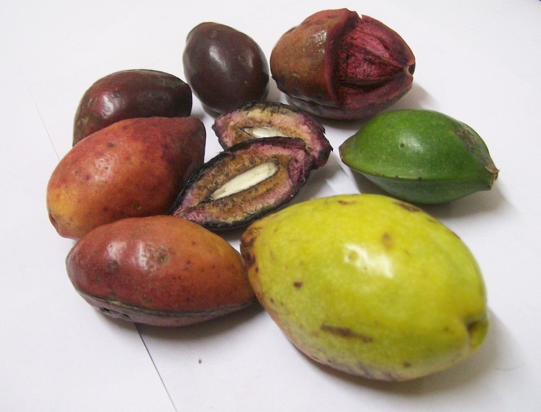 Thông tin cây thuốc nam cây Bàng