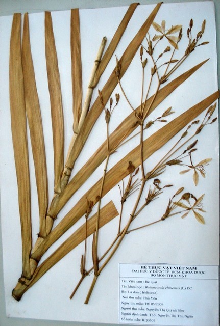 Tiêu bản: