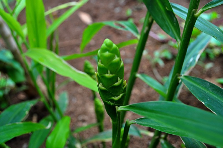 Phân bố, sinh học và sinh thái: