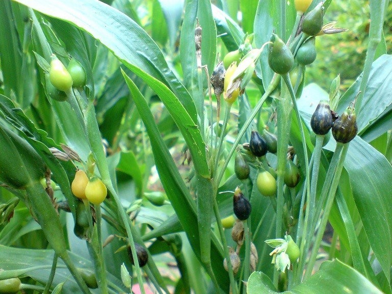 Thông tin đặc điểm cây Ý Dĩ