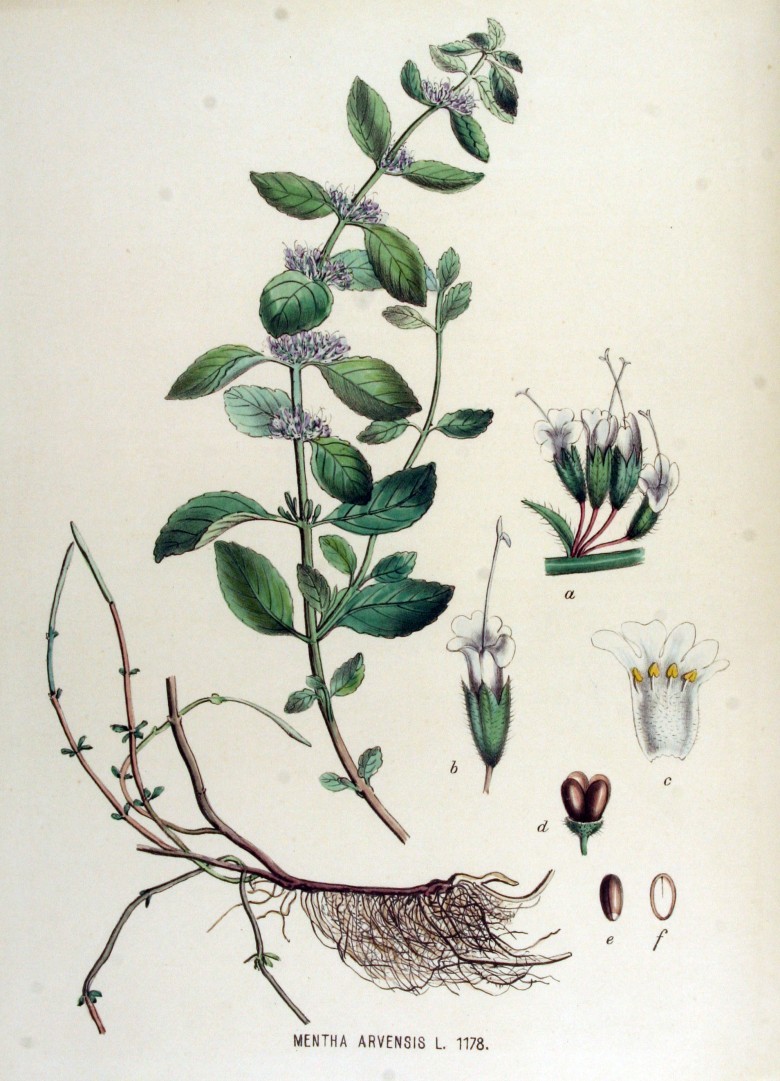 Thông tin nhận biết cây thuốc