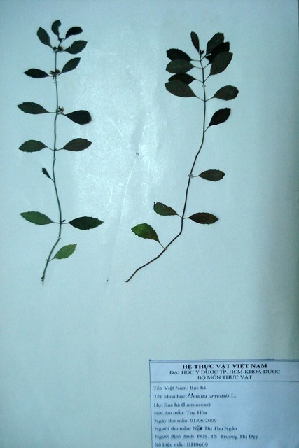 Tiêu bản:
