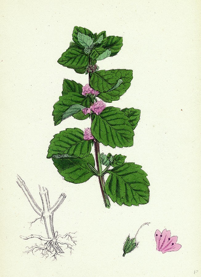 Bộ phận dùng: