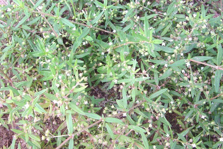 Thông tin hình ảnh nhận biết cây