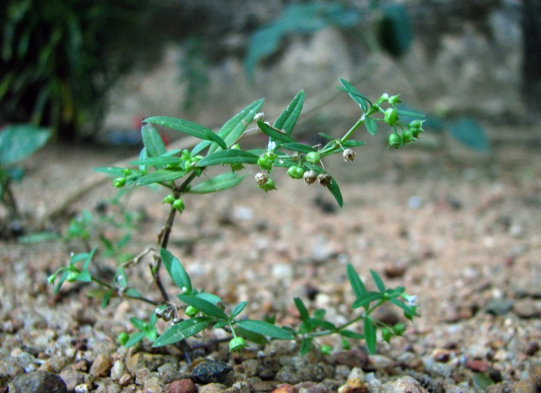 Thông tin thêm về cây