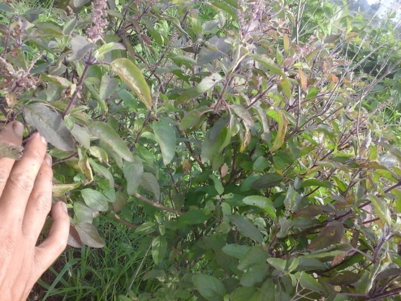 Hương nhu tía (tên khoa học Ocimum tenuiflorum), còn có tên é tía, é rừng, é đỏ, là một loài thực vật thuộc họ Hoa môi (Lamiaceae).